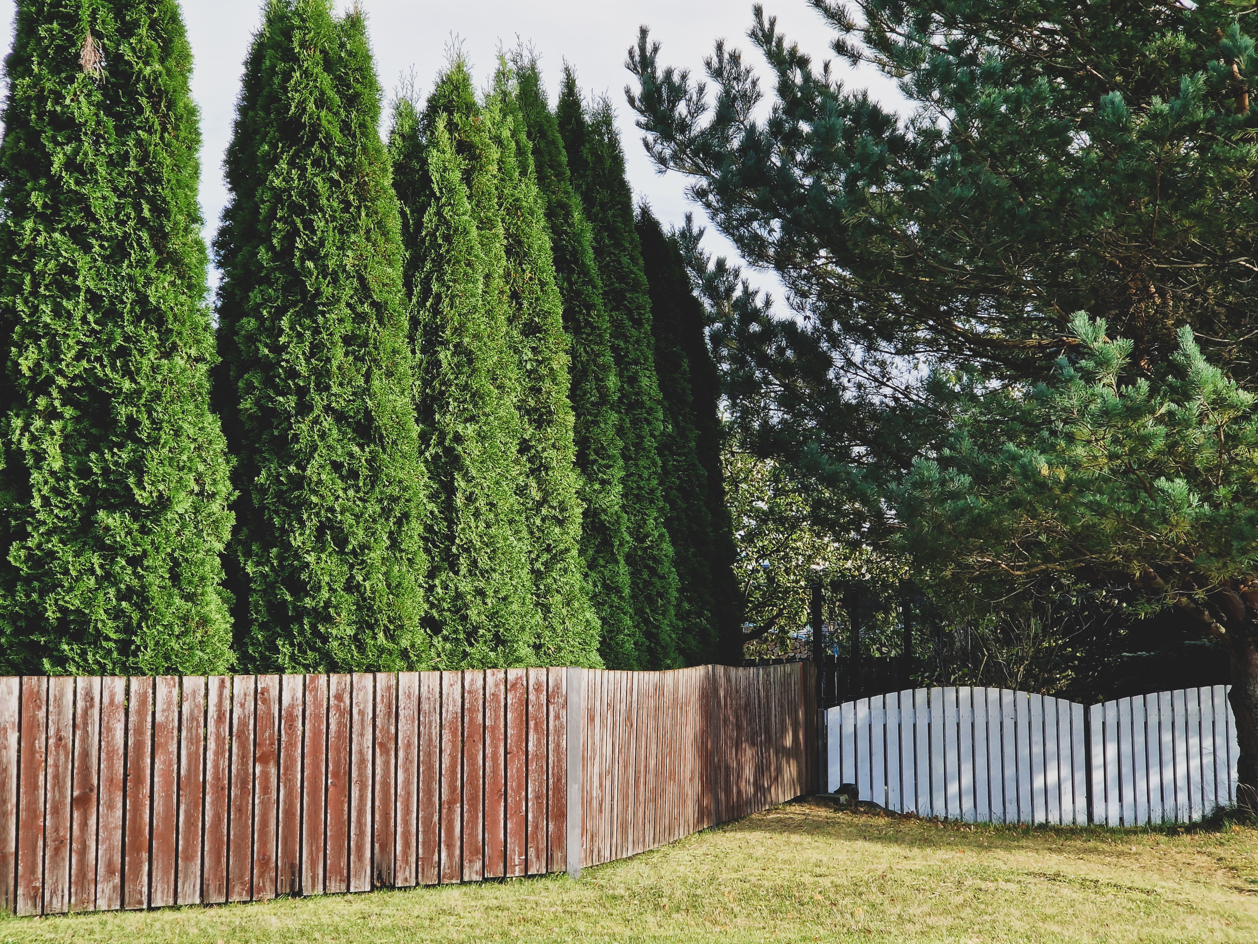 Row of thuja trees behind a weathered wooden fence forming a natural privacy screen